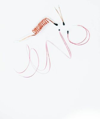 ترمیستور NTC با پوشش اپوکسی و سیم‌های سربی لعاب‌دار برای دماسنج‌های دیجیتال